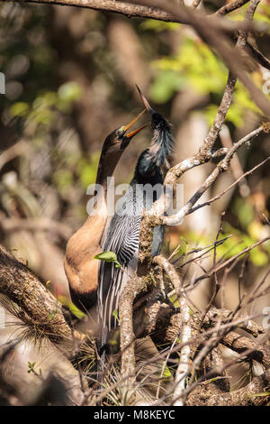 Das Umwerben Anhingas Vogel namens Anhinga anhinga und snakebird in der Corkscrew Swamp Sanctuary in Naples, Florida Stockfoto