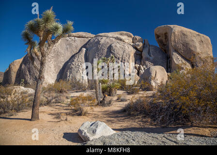 Felsformationen im Belle Campground, Joshua Tree National Park, Kalifornien, USA Stockfoto