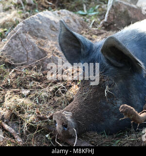 Sow schlafen im Wald Stockfoto