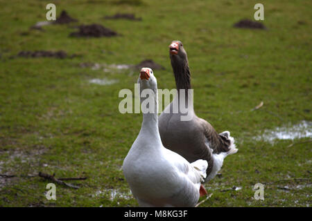 Eine weiße und graue Gans zischend und angreifenden in einem grünen Innenhof Stockfoto