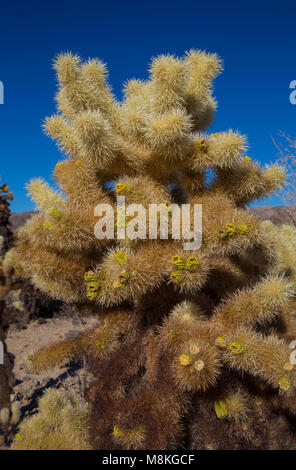 Teddybär cholla (Cylindropuntia Bigelovii) Cholla Cactus Garden, Joshua Tree National Park, Kalifornien, USA Stockfoto