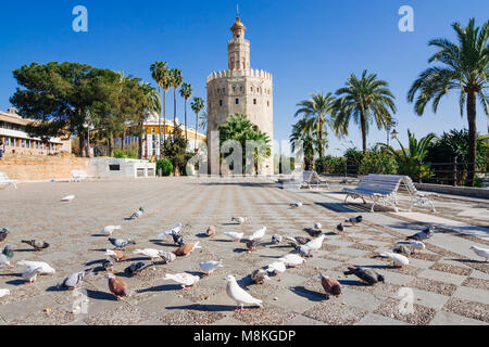 Sevilla, Andalusien, Spanien: 13. Jahrhundert Torre del Oro (Turm von Gold) Wachturm von den Almohaden Kalifat errichtet, Zugang über die Guadalqu zu steuern Stockfoto