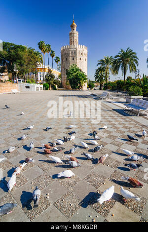 Sevilla, Andalusien, Spanien: 13. Jahrhundert Torre del Oro (Turm von Gold) Wachturm von den Almohaden Kalifat errichtet, Zugang über die Guadalqu zu steuern Stockfoto