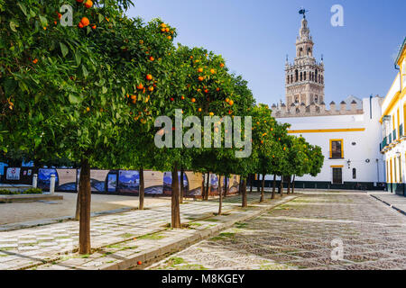 Sevilla, Andalusien, Spanien: Orange Bäume im Patio de Banderas Platz im Stadtteil Santa Cruz mit Giralda Turm im Hintergrund. Stockfoto