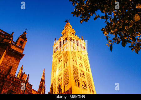 Sevilla, Andalusien, Spanien:Giralda Glockenturm bei Nacht beleuchtet. Stockfoto