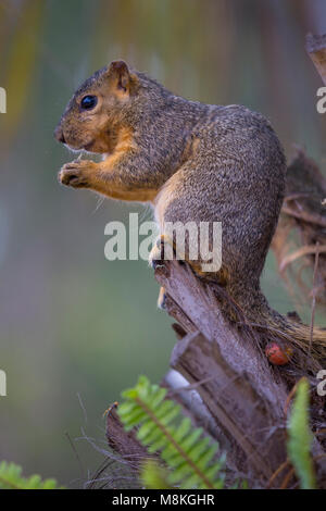 Eastern Fox Eichhörnchen (sciurus Niger), Balboa Park, San Diego, Kalifornien, USA Stockfoto