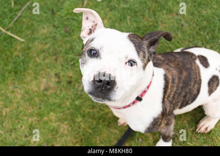 Staffordshire Bull Terrier an Kamera suchen Stockfoto