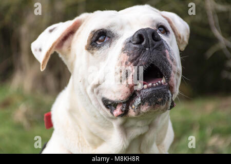 glücklicher Hund Stockfoto