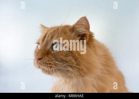 Ingwer, langhaarige Hauskatze Stockfoto