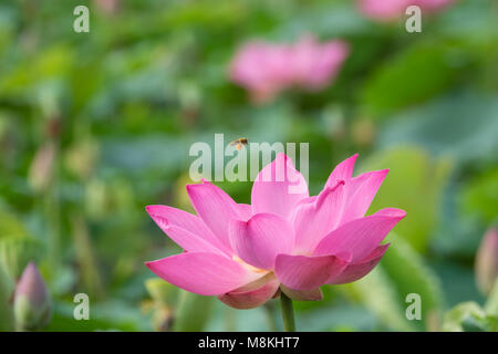 Pink Lotus Blume. Royalty Free Stock Footage in hoher Qualität in einem schönen Pink Lotus Blume. Der Hintergrund der Pink Lotus Blumen grün Blatt Stockfoto