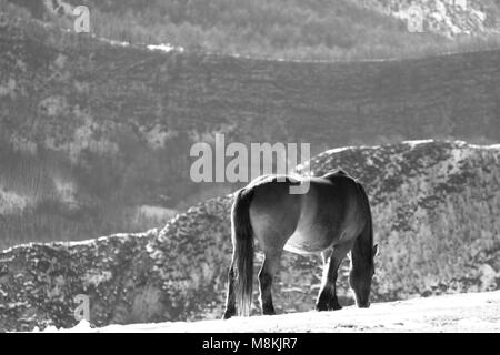 Wilde Pferde weiden auf einem Berg in Schwarz und Weiß Stockfoto