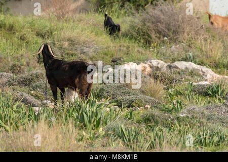 Zypern Shami Ziege in der Vegetation in Kato-Paphos, Paphos, Zypern, Mittelmeer Stockfoto