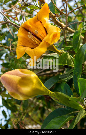 Engel Blumen im Garten an Cato-Paphos im Frühjahr, Zypern, Mittelmeer Stockfoto