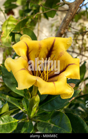 Engel Blumen im Garten an Cato-Paphos im Frühjahr, Zypern, Mittelmeer Stockfoto