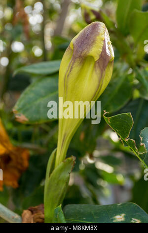 Engel Blumen im Garten an Cato-Paphos im Frühjahr, Zypern, Mittelmeer Stockfoto