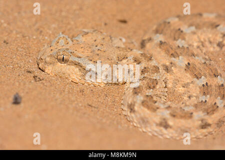 Schön Wüste Horned Viper (Cerastes cerastes) in der Wüste von Marokko Nordafrika Nahaufnahme gemustert. Stockfoto