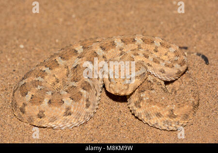 Schön Wüste Horned Viper (Cerastes cerastes) in der Wüste von Marokko Nordafrika Nahaufnahme gemustert. Stockfoto