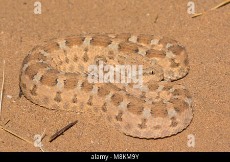 Schön Wüste Horned Viper (Cerastes cerastes) in der Wüste von Marokko Nordafrika Nahaufnahme gemustert. Stockfoto