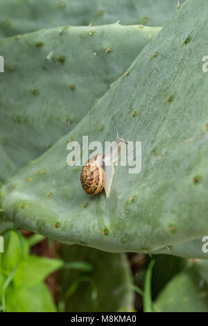 Schnecken essen in Feigenkakteen auf der Mittelmeerinsel Zypern. Stockfoto