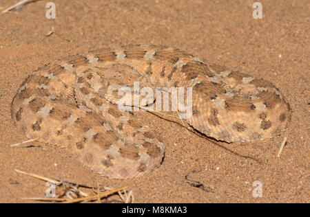 Schön Wüste Horned Viper (Cerastes cerastes) in der Wüste von Marokko Nordafrika Nahaufnahme gemustert. Stockfoto