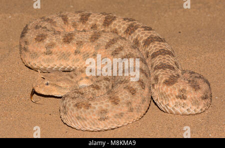 Wüste Horned Viper (Cerastes cerastes) in der Wüste von Marokko in Nordafrika. Stockfoto