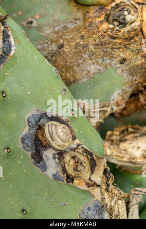 Schnecken essen in Feigenkakteen auf der Mittelmeerinsel Zypern. Stockfoto