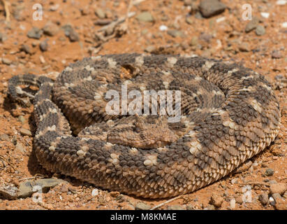 Dunkel gemusterte Wüste Horned Viper (Cerastes cerastes) in Marokko in Nordafrika. Stockfoto