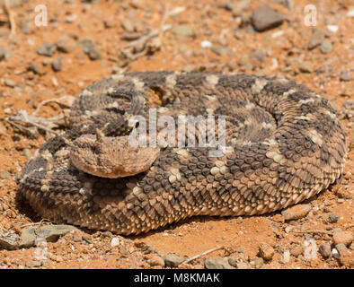 Dunkel gemusterte Wüste Horned Viper (Cerastes cerastes) in Marokko in Nordafrika. Stockfoto