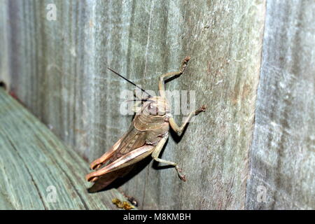 Australische riesiger Grashüpfer, Valanga irregularis Stockfoto