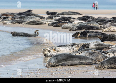 Graue Dichtungen am Strand von deutschen Insel Helgoland ruhen Stockfoto