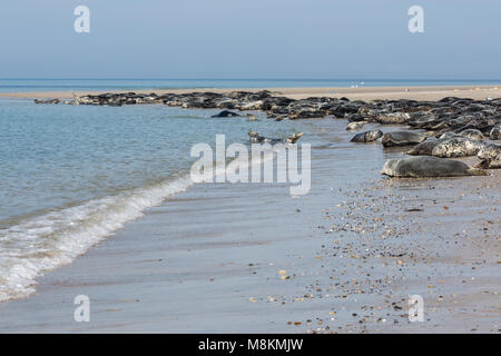 Graue Dichtungen am Strand von deutschen Insel Helgoland ruhen Stockfoto