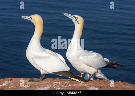 Paar Basstölpel in der Kolonie auf Helgoland Stockfoto