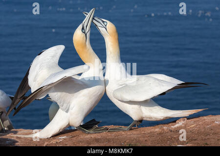 Paar Basstölpel in der Kolonie an der Insel Helgoland Stockfoto