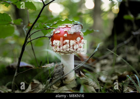 Fliegenpilze im Herbstwald Stockfoto