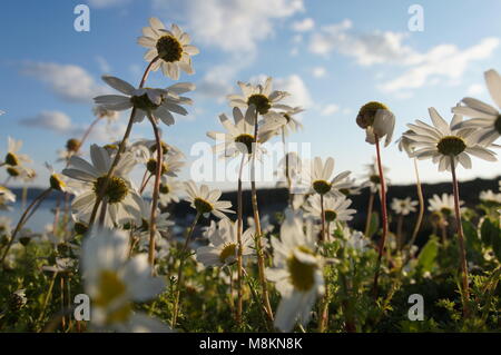 Weiße Blumen auf der Wiese Stockfoto