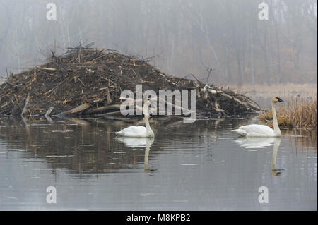 Trumpeter Swans (Cygnus buccinator) swiming Vergangenheit eine Beaver Lodge. William O'Brien State Park, Minnesota. Anfang April. Stockfoto