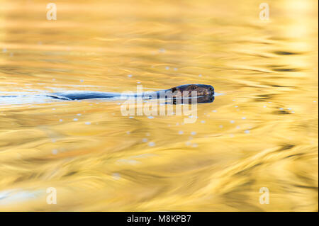 Biber (Castor canadensis), Schwimmen, Kopf, Morgenlicht, N., MN, USA, von Dominique Braud/Dembinsky Foto Assoc Stockfoto