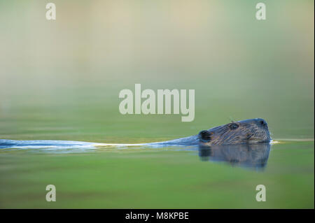 Biber (Castor canadensis), Schwimmen, Kopf, Morgenlicht, N., MN, USA, von Dominique Braud/Dembinsky Foto Assoc Stockfoto