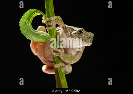 Grauer Laubfrosch (Hyla versicolor) an blühenden Kegel Blüte (Echinacea purpurea), MN, USA von Dominique Braud/Dembinsky Foto Assoc Stockfoto