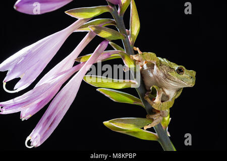 Grauer Laubfrosch (Hyla versicolor) auf blühende Hosta, MN, USA, von Dominique Braud/Dembinsky Foto Assoc Stockfoto