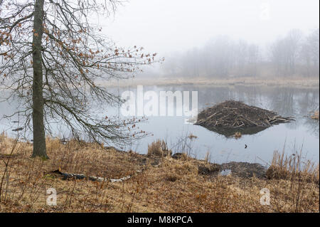 Beaver Lodge im Nebel. William O'Brien State Park, MN, USA, Frühjahr, von Dominique Braud/Dembinsky Foto Assoc Stockfoto