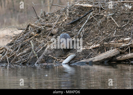 Biber (Castor canadensis) hinzufügen Stöcke zu Lodge, William O'Brien SP, MN, USA. Anfang April, von Dominique Braud/Dembinsky Foto Assoc Stockfoto