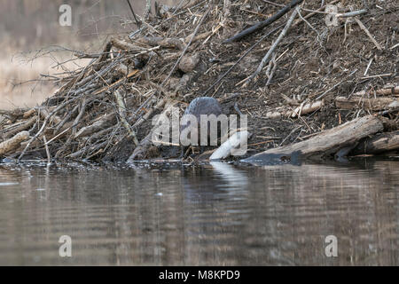 Biber (Castor canadensis) hinzufügen Stöcke zu Lodge, William O'Brien SP, MN, USA. Anfang April, von Dominique Braud/Dembinsky Foto Assoc Stockfoto