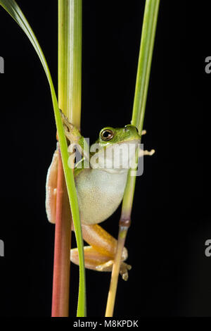 Grauer Laubfrosch (Hyla versicolor) Klettern auf Pflanze, MN, USA, von Dominique Braud/Dembinsky Foto Assoc Stockfoto