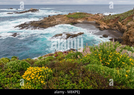 Wildblumen, Küste, Point Lobos State Naturpark, CA USA Mitte April, von Dominique Braud/Dembinsky Foto Assoc Stockfoto