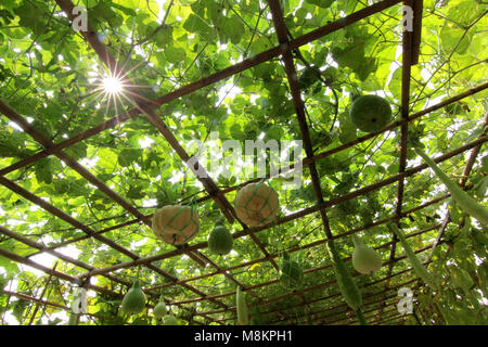 Kürbis und Melone auf Baum im Winter im Gemüsegarten Stockfoto