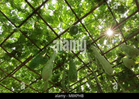 Winter Melone und Kürbis auf Baum im Gemüsegarten Stockfoto