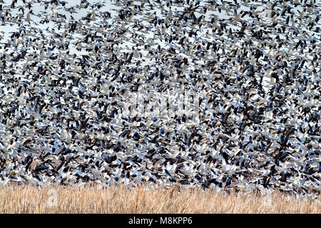 Tausende von Schnee Gänse auf Löss Bluffs National Wildlife Refuge während der Migration Stockfoto