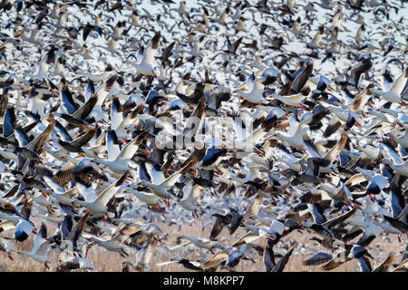 Tausende von Schnee Gänse auf Löss Bluffs National Wildlife Refuge während der Migration Stockfoto