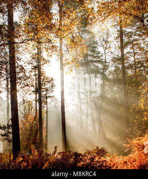 Sonnenstrahlen durch frühen Morgennebel scheint in Wäldern, Dorset, England, Großbritannien Stockfoto